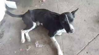 Ayudamos con difusión 

#PerritaNecesitqAyuda
Valencia 

Perrita de empresa donde trabajo yo le doy comida y agua  Pero lastimosamente no cuento con los recursos no puede caminar ha ido desmejorado día a día se arrastra se queja mucho necesita ser vista por un veterinario tomar medicamentos q deben ser recetados por el doctor ayúdenme por favor se los pido de todo corazón mi NRO de teléfono es 04143480560 , mi nombre es Wendy Bogado y la perra está ubicada via el paito Valencia de plaza de toros hacia adentro

"Una sociedad organizada y ayudando se logran los cambios..."