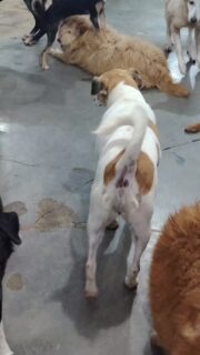 ZOE Ama montarse sobre Faty, debe sentirla tan mullida y suave como un peluche 😉. Y Faty hace gala de una INMENSA PACIENCIA soportandola sobre ella por horas ☺️ ☺️ ☺️.

Por cierto CosiCosi le agradece Faty  el relevo 🤣 🤣 🤣 🤣 🤣