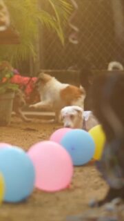 ¡La alegría se apoderó de Manos x Patas! 🎉🐾
En este refugio todos son reyes y reinas. Para nosotros, verlos recuperados y con energía y luciendo sus mejores galas (¡hasta pelucas y antifaces!), es el mejor premio. 👑

Queremos saber tu opinión:
¿Cuál de los integrantes de nuestra Corte Real te sacó la mayor sonrisa hoy? Enrique con su peluca, Pascual en su carroza, o quizá la elegancia de Michunga... ¡Cuéntanos en los comentarios! 👇

#Carnaval2026 #ManosXPatas #TierraBendita #PerrosVenezuela #GatosVenezuela AlegríaPerruna