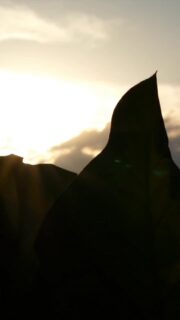 Así empieza nuestro día en #TierraBendita. Entre limpiezas, medicinas, platos llenos y, por supuesto, muchísimos besos de buenos días. Es un trabajo duro, pero ver estas miradas recuperadas hace que cada segundo valga la pena.
Gracias por permitirnos seguir siendo su lugar seguro. ¡Dale amor a este video si tú también empezarías todas tus mañanas así! ❤️