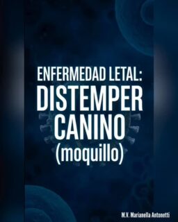 Información de gran valor
#Repost @vetnenaantonetti
...
Distemper Canino: Lo que debes saber como clínico (o dueño responsable)
El Moquillo o Distemper es una enfermedad multisistémica grave con alta mortalidad. Aquí el desglose técnico:
1️⃣ Etiología:
Pertenece a la familia Paramyxoviridae, género Morbillivirus. Es un virus ARN envuelto, lo que lo hace sensible a desinfectantes comunes en el ambiente, pero letal dentro del organismo.
2️⃣ Fisiopatología:
El virus entra por vía oronasal (aerosoles). Primero se replica en el tejido linfoide (amígdalas, ganglios bronquiales).
• Día 3-6: Ocurre una viremia masiva que causa linfopenia (destrucción de glóbulos blancos).
• Fase final: Se disemina a epitelios (respiratorio, digestivo) y, lo más grave, al Sistema Nervioso Central (SNC).
3️⃣ Cuadro Clínico (Multisistémico):
• 🫁 Respiratorio: Secreción oculonasal mucopurulenta, neumonía.
• 🤢 Digestivo: Vómitos y diarrea.
• 🐾 Cutáneo: Hiperqueratosis nasal y digital (enfermedad de los cojinetes duros), pústulas abdominales.
• 🧠 Nervioso: Convulsiones, ataxia y el clásico mioclonus (tics musculares rítmicos involuntarios), a menudo irreversibles.
4️⃣ Patología Clínica (Diagnóstico):
• Hemograma: Linfopenia absoluta en fases agudas.
• Citología: Búsqueda de Cuerpos de Inclusión de Lentz (intracitoplasmáticos o intranucleares) en eritrocitos, leucocitos o células epiteliales.
• Test rápidos: Inmunocromatografía (detectan antígeno).
⚠️ Prevención: ¡Vacunación rigurosa! No hay tratamiento antiviral específico efectivo, solo de sostén.
#Veterinaria #MedicinaVeterinaria #Distemper #Virologia saludanimal