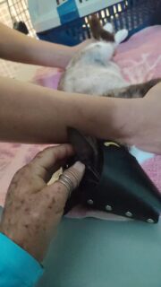 Tiene arenilla y mucho sedimento en la vejiga lo que ocasionó que se formara un tapón que le impide orinar 🥺