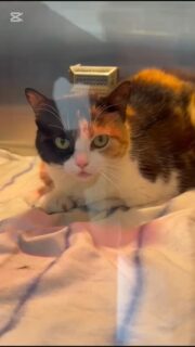 Ayudamos con difusión 

Busca temporal mientras se recupera 

Hola buenas noches solicito ayuda máxima para esta gatita que se rescató de la

Comunidad de terrazas de San Diego 

La gata presenta insuficiencia renal aguda está salvable está estable yo como trabajo no puedo atenderla está se le hicieron Todos los exámenes , necesito su ayuda yo me comprometo apenas se recupere la gata 🐈 me quedo con ella pero ella necesita mínimo 15 días para que me ayude solo con pasarle el tratamiento por favor

04244424885