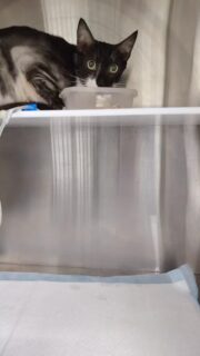 Gracias a Dios está mejor