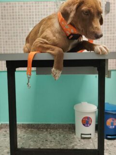 Perdón por la demora en informar p el día ha estado complicado y no nos sentimos bien gracias a Dios sus plaquetas mejoraron un mundo están en 350 así que se pudo vacunar 🙏