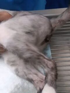 Lo dejamos hospitalizado porque debían sondear gracias a Dios cuando comenzaron a pasar la Sonda salió el tapón y el pudo orinar por su cuenta, igual se quedó hospitalizado para observación. Su creatinina está extremadamente elevada está presentando una falla renal debido a la obstrucción urinaria.
Su condición es muy delicada tiene una fuerte infección además presenta proteinuria y hemoglobina  en orina 🥺. Lo que esta en el tubo de ensayo es orina 🥺