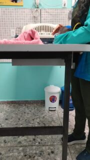 Al  evaluar a Silvestre la. Dra Francis sintió la vejiga totalmente pletórica llena de orina 🥺