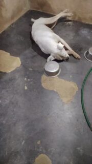 Estos videos los hicimos para enviárselos al doctor Ramsés, Anibal no está nada bien y ya es hora de tomar decisiones con respecto a él 😔.

Tenemos cita para el día sábado a las 11 de la mañana para que el doctor lo evalúe, y de acuerdo a eso determinar si hay alguna posibilidad para que Aníbal tenga calidad de vida, de lo contrario solo nos quedará ayudarlo a descansar. No es justo para el vivir así 😔Su situación actual es bastante triste, esta desconectado de entorno y su conducta no es normal 😔