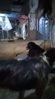 Atender a un animal senior no es facil, su cuerpo no es el mismo sus patas no responden igual, se resbalan se caen muchas veces sobre sus propios excrementos o las de otro animal más. Tal como sucedió esta noche 

Atender a un animal senior requiere de mucha paciencia,  de mucha delicadeza y sobre todo de mucho amor 

A veces estás cansada, a veces no tienes fuerzas para atenderlos, pero allí recuerdas todo el cariño toda la lealtad y todo el amor que te brindaron en su juventud, cuando sus cuerpos eran fuertes, cuando corrían cuando brincaban cuando te regalaban risas y momentos de felicidad, cuando sus colitas rompían el viento a gran velocidad. Ylo menos que puedes hacer para retribuir toda la alegría que te  regalaron es brindarle los cuidados que necesitan en el ocaso de su vida, porque allí es cuando están  más indefensos, más vulnerables y cuando dependen más de ti.

Te amo mucho Nero