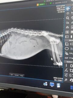 Esmeralda está delicada confirmado es una ascitis, deben drenar porque hay mucho riesgo de derrame pleural y complicar más su cuadro, tiene la hemoglobina baja y los blancos altos, a nivel de química sanguíneo está relativamente bien.

Luego de drenar deben hacer eco y determinar que está produciendo la Ascitis apenas tengamos más información estaremos publicando.

Vamos a necesitar sus granitos para Esmeralda 🙏🏽🙏🏽🙏🏽🙏🏽