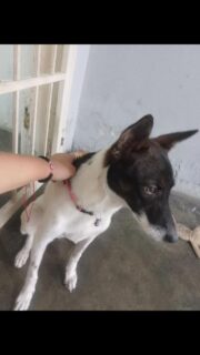 Apoyamos con difusion

Doy en adopción cachorra de 8 meses mestiza es cariñosa con los niños y se porta muy bien Valencia número de contacto 04128936738