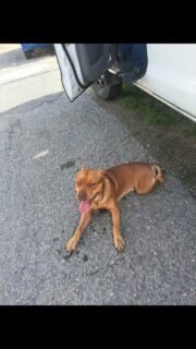 Difundimos, se busca a su familia

Buenos días sra Marianela por el callejón mañongo aparecieron 2 perros raza pitbull uno lo atropellaron y murió Pero el de la foto está bien y una vecina lo tiene en resguardo para que avisé a los dueños.

Contacto 014-4173039